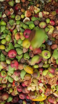 Rotten Fruits and Vegetables in Outdoor Compost Pit. Decomposing Produce in Garden Compost Heap. Food Waste in Outdoor Compost Bin