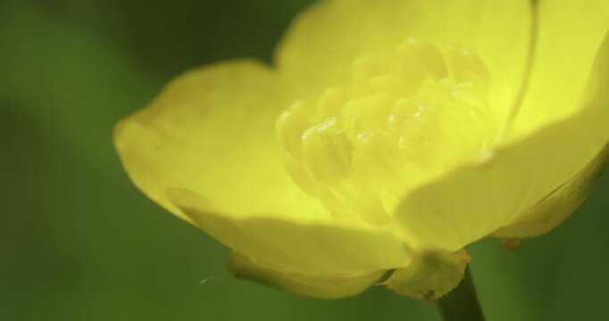 Common buttercup (Ranunculus acris), Auvergne, France.