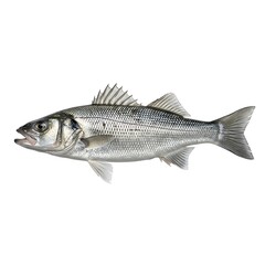 Obraz premium A clean, professional digital drawing of a sea bass, showcasing its natural streamlined form and silver coloration.