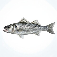 Obraz premium Detailed marine biology illustration showing a sea bass with realistic scales, designed for culinary or scientific projects.