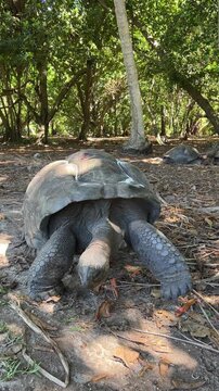 A giant tortoise in the Seychelles. Curieuse Island. Giant tortoises in the wild. Vertical video
