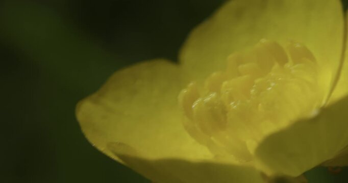 Common buttercup (Ranunculus acris), Auvergne, France.
