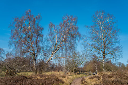 Hamburg, Germany. The nature reserve Wittmoor in spring. It is the last upland moor in northern Hamburg.