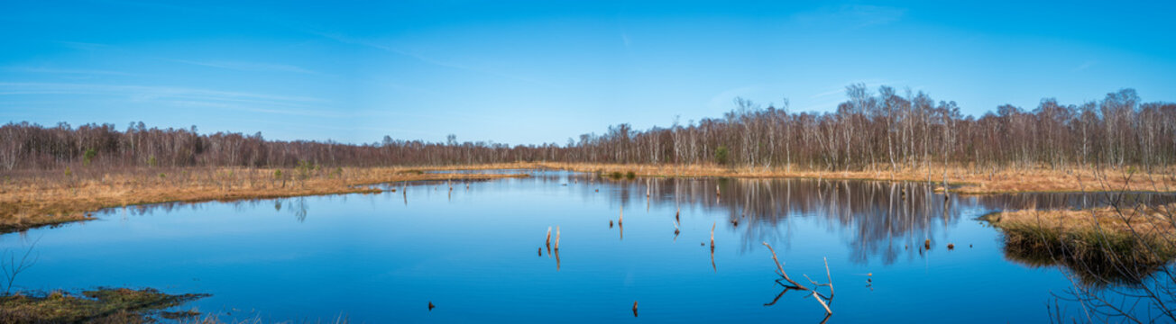 Hamburg, Germany. The nature reserve Wittmoor in spring. It is the last upland moor in northern Hamburg.