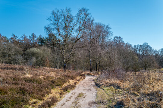 Hamburg, Germany. The nature reserve Wittmoor in spring. It is the last upland moor in northern Hamburg.