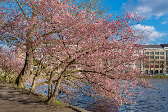 Hamburg, Germany. Cherry blossom at the Inner Alster Lake..