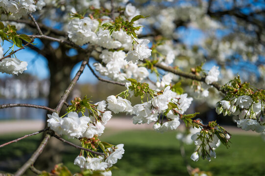 Hamburg, Germany. Cherry blossom in the Alster Park.