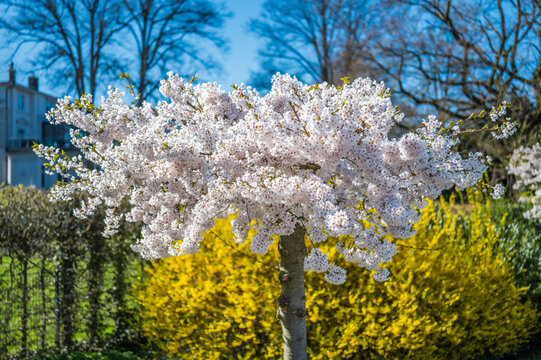 Hamburg, Germany. Cherry blossom in the Alster Park.