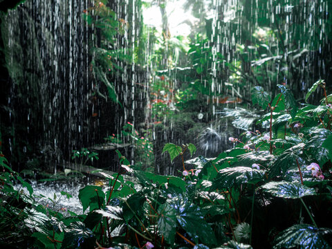 Tropical rainforest with heavy rainfall and lush green plants