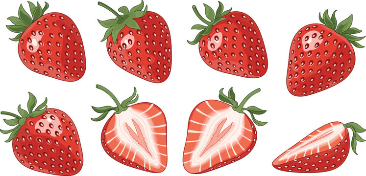 Strawberry vector illustration featuring whole and sliced fruits with detailed seeds, leafy tops, and vibrant red color