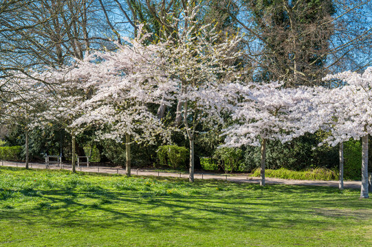 Hamburg, Germany. Cherry blossom in the Alster Park.