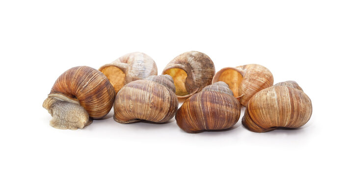 Grape snails and empty shells isolated on a white background.