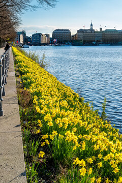 Hamburg, Germany. Daffodils at the lake Alster in the city center.