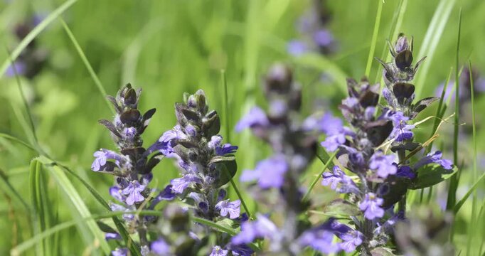 Blue bugle (Ajuga reptans), Auvergne, France.