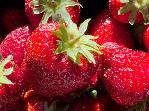 Frische Erdbeeren