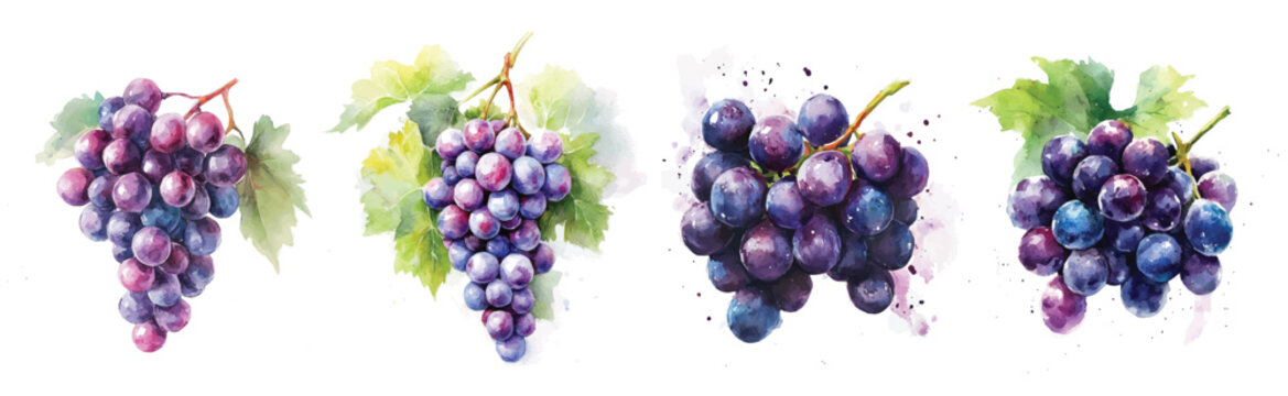 Mine Watercolor, Collection of hand-painted fresh purple grape painting illustration, vector illustration, painting design, and EPS format design. vector illustration, isolated on a white background