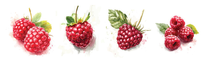 Mine Watercolor, Collection of hand-painted fresh red raspberry painting illustration, vector illustration, painting design, and EPS format design. vector illustration, isolated on a white background © Zizak