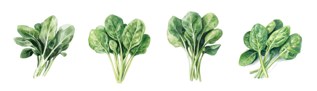 Mine Watercolor, Collection of hand-painted fresh spinach leaves painting illustration, vector illustration, painting design, and EPS format design. vector illustration, isolated on a white background