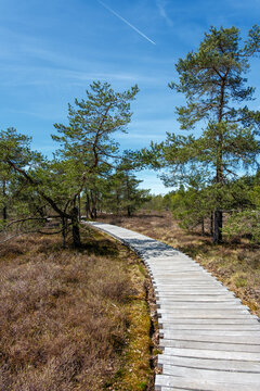 Pinus sylvestris f. turfosa Moorbirke im Schwarzen Moor im Biosp&auml;hrenreservat Rh&ouml;n