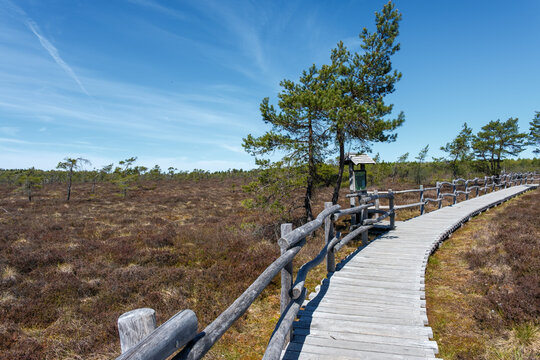 Pinus sylvestris f. turfosa Moorbirke im Schwarzen Moor im Biosp&auml;hrenreservat Rh&ouml;n