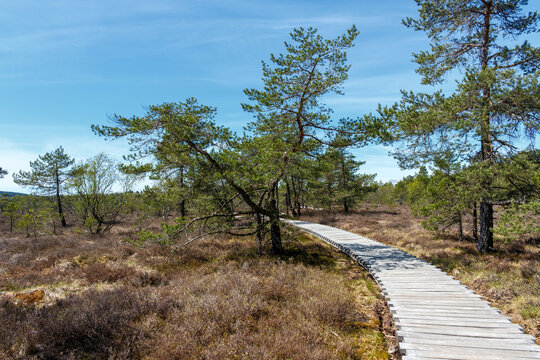 Wanderweg durch das Schwarze Moor im Biosp&auml;hrenreservat Rh&ouml;n