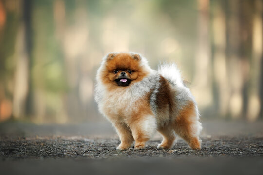 happy pomeranian spitz dog posing in the forest