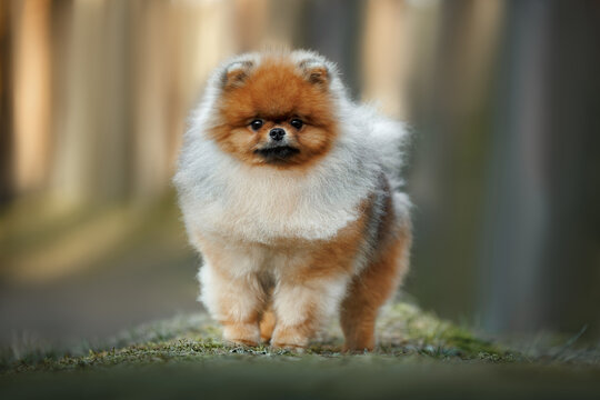 cute pomeranian spitz dog standing in the forest