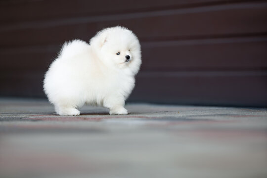 white pomeranian spitz puppy standing outdoors