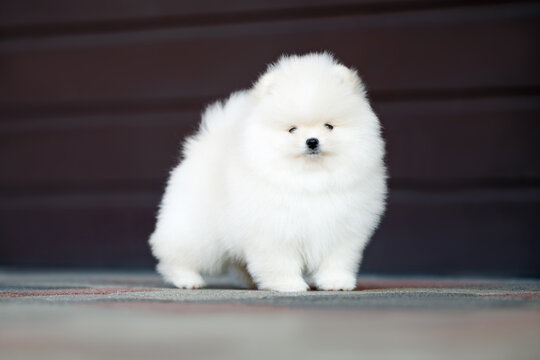 cute white pomeranian spitz puppy posing outdoors