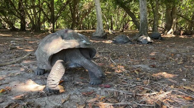A giant tortoise in the Seychelles. Curieuse Island. Giant tortoises in the wild