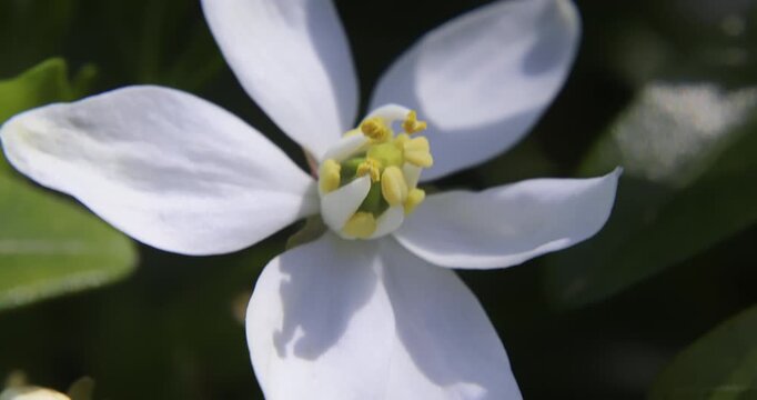 Spring and Mexican orange blossom