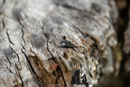 Sarcophaga fly and red velvet mite sitting on rotting wood. Sarcophaga carnaria and Trombidium holosericeum resting on tree stump.