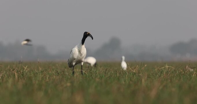Black-headed ibis caught a chequered keel bill snake and devouring in mangalajodi lake