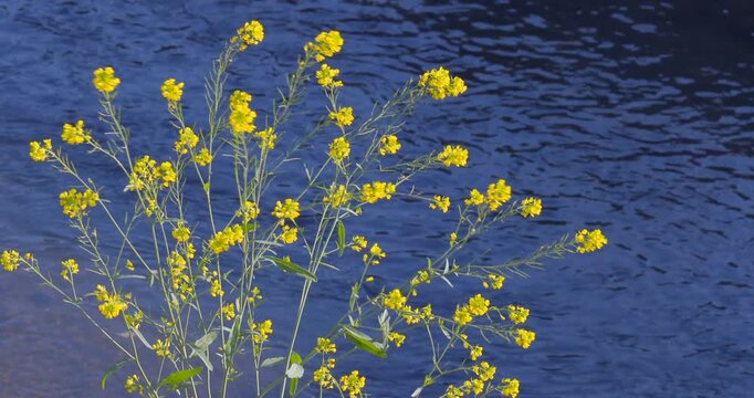 水辺の花」の写真素材 | 28,153件の無料イラスト画像 | Adobe Stock