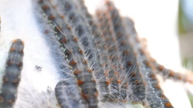 tent caterpillar