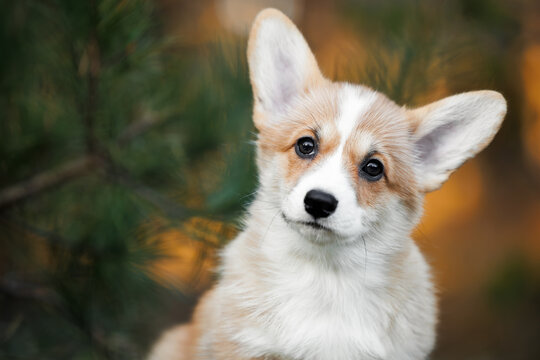 cute welsh corgi puppy portrait in a pine forest at sunset