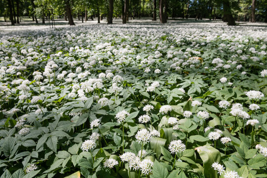 A dense carpet of blooming wild garlic (Allium ursinum) with white flowers and green leaves on a forest floor during spring.