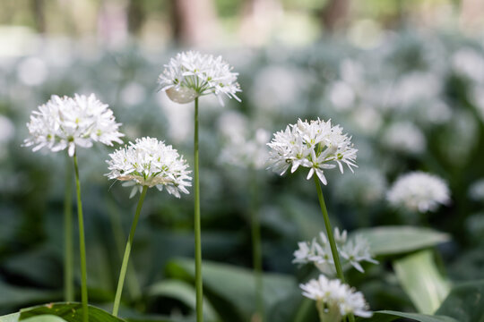 Close-up of blooming wild garlic (Allium ursinum) flowers with a soft blurred background in a spring forest