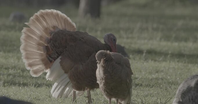 Vibrant turkey strutting across lush green field