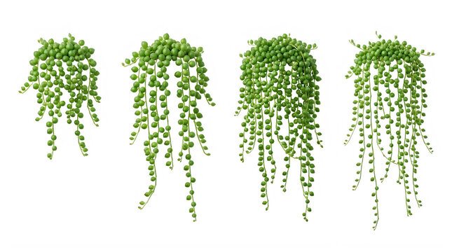 Set of hanging green succulent string of pearls plants trailing vines frontal isolated png on a transparent background perfectly cutout high resolution