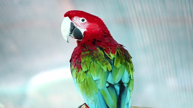 Close up of a stunning scarlet macaw (Ara chloropterus) demonstrating environmental enrichment and social bonding. Concepts of animal intelligence, avian welfare, and endangered species preservation