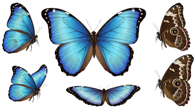 Blue Morpho Butterfly Vector Icon Set, Iridescent Tropical Butterfly Illustrations, Bright Blue Exotic Insect Graphics, Open and Closed Wing Icons