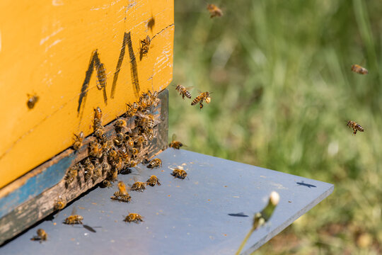 Bienen an ihrem Bienenstock