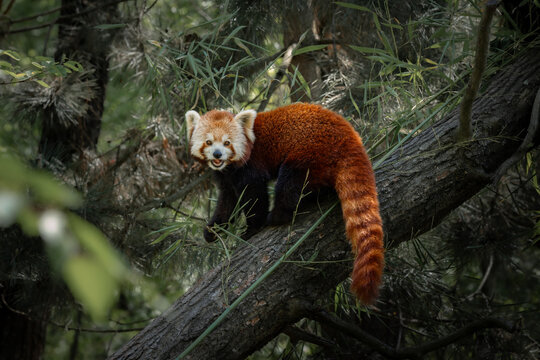 kleiner roter Panda klettert auf einem Baum