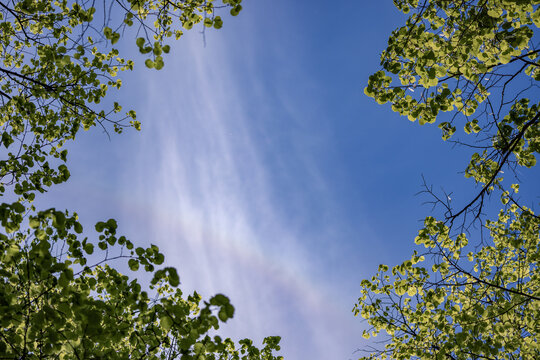 Blick in den Himmel mit gr&uuml;nen Zweigen eingerahmt