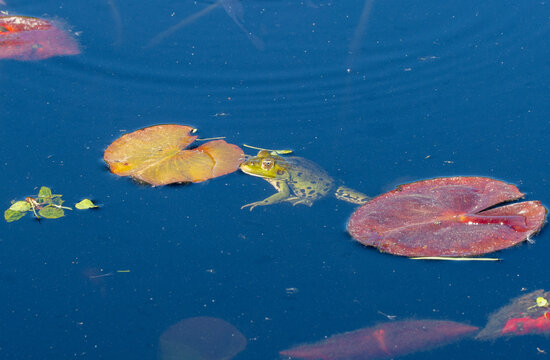 la grenouille
