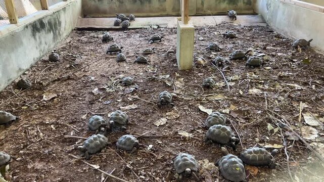 Giant tortoise hatchlings in a fenced enclosure with numbers on their shells in the Seychelles. Curieuse Island. Turtle Nursery