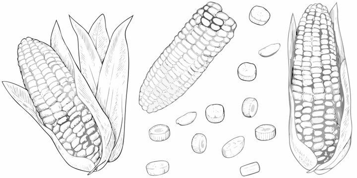 Corn cobs and kernels detailed line drawing isolated on white
