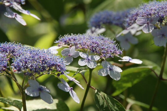 Soft Purple Lacecap Hydrangea Flowers In Summer Light