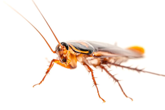 cockroach isolated on white background.